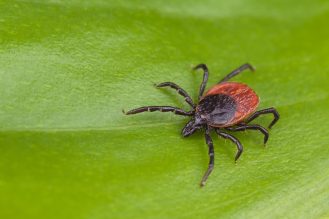 Black-legged tick crawling on a leaf