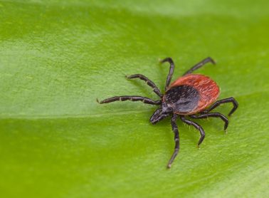 Black-legged tick crawling on a leaf