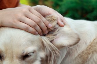 A dog's ear being checked for ticks