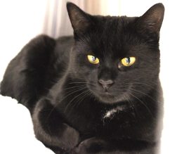 Close up of a cat laying down