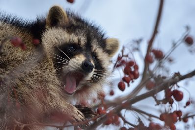 Unhappy raccoon with his mouth open.