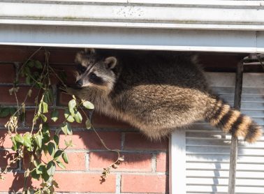 A raccoon scales a house.