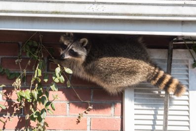 A raccoon scales a house.