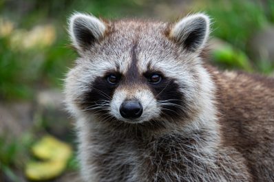 Cute raccoon looking in the camera.