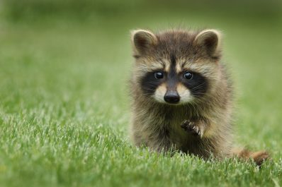 Baby raccoon in the grass.