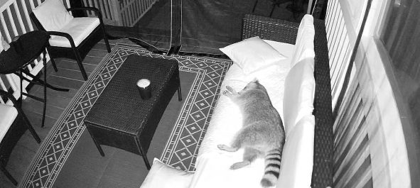 Raccoon resting on patio furniture.