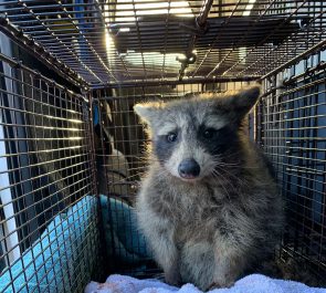 A racoon trapped in a cage.