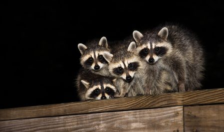 Four baby raccoon sitting on a deck at night