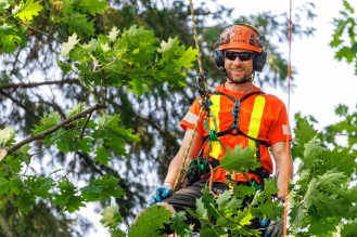Arborist doing tree pruning