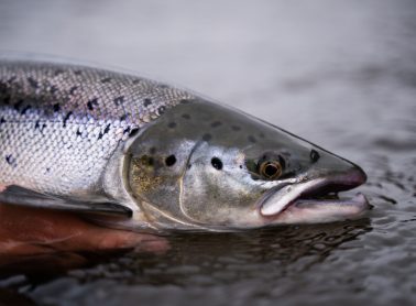 Close up of a silver colour fish