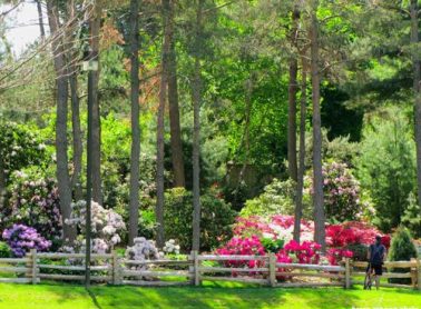 Fenced off garden with pink and white flowers and trees.