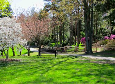 A bench on green grass with trees around.