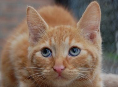 Tabby cat laying down