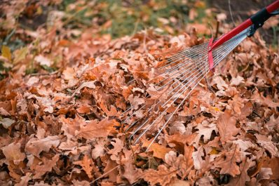 Raking a pile of leaves