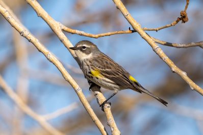 A small brown and yellow bird perched on a branch during the daytime. 