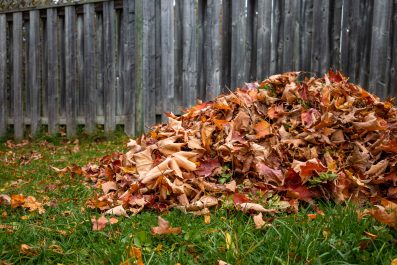 Autumn leaves being racked up near a fence.