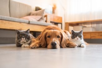 Two cats and a dog laying on the floor next to each other.