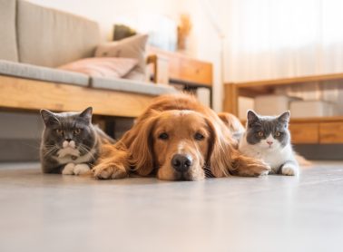 Two cats and a dog laying on the floor next to each other.