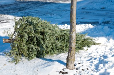 Christmas tree laying in the snow on the curb. Click image to see full screen. 