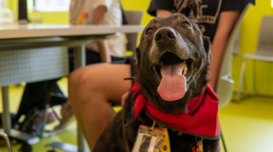 Close-up photo of a therapy dog wearing a red band around its collar.
