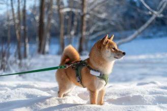 Full view of a Shiba Inu dog on a leash in the snow on a winter day.