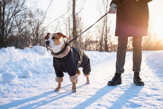 Image of a person walking a dog in the snow. The dog is on a leash and dressed in a warm winter coat.