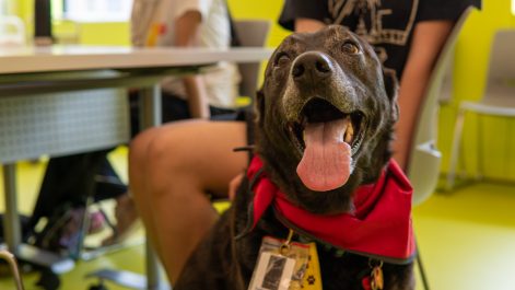 Close-up photo of a therapy dog wearing a red band around its collar.