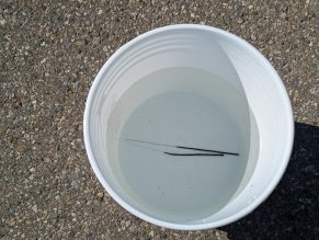 Close up of used sparkers in a bucket of water.