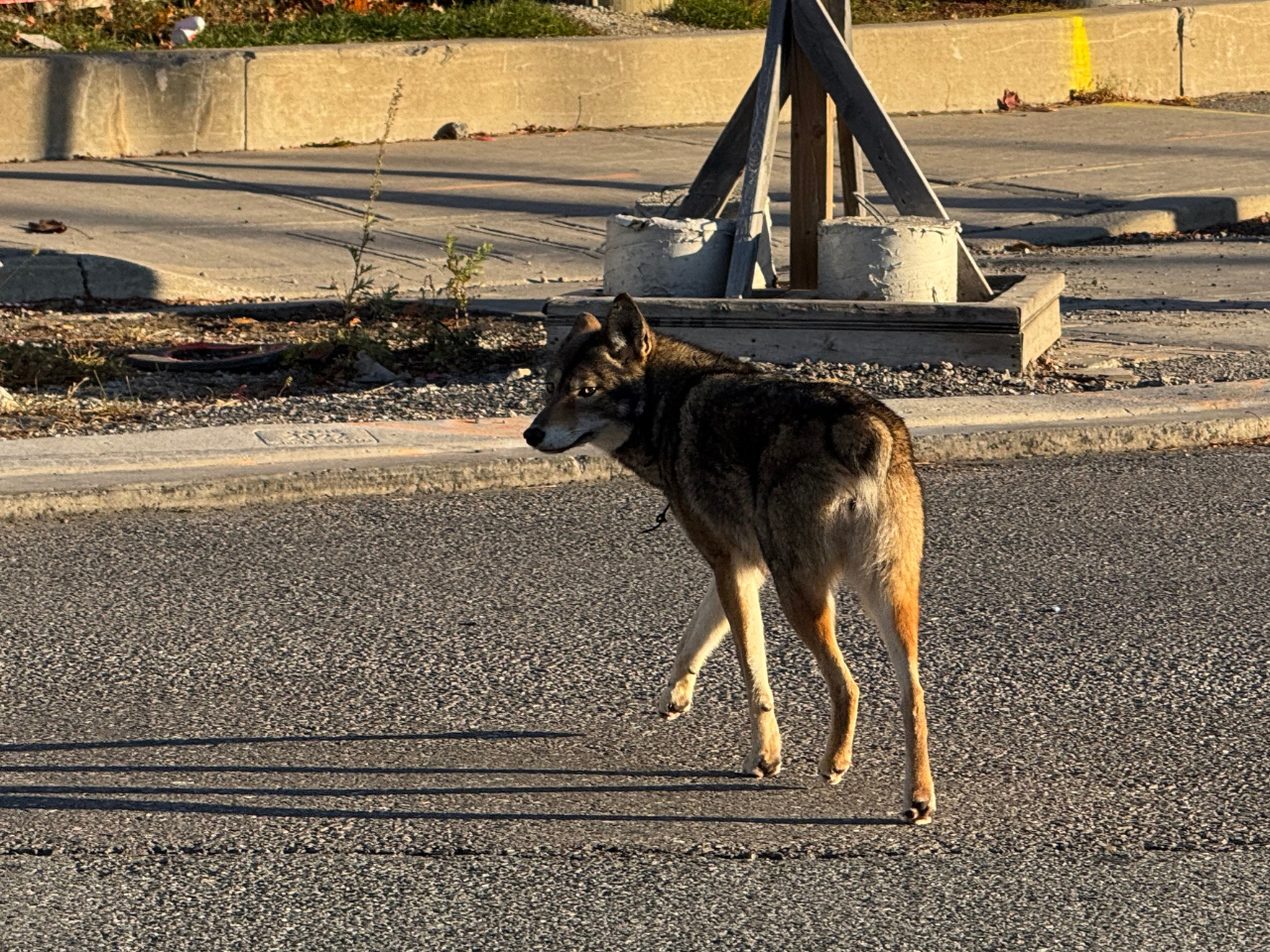 Bunny the coyote, recognizable by her missing tail, crosses the street.