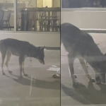 Two side-by-side images of Bunny the coyote eating discarded food off the floor at a plaza.