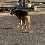 Bunny the coyote, recognizable by her missing tail, crosses the street.