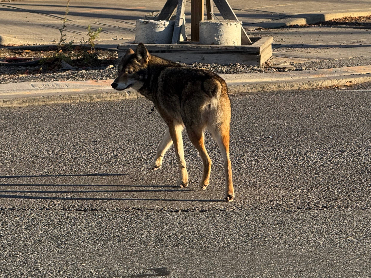 COYOTE Bunny the coyote is a warning about feeding wildlife – City of