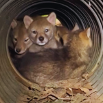 Close-up, front-view shot of a coyote den in a culvert.