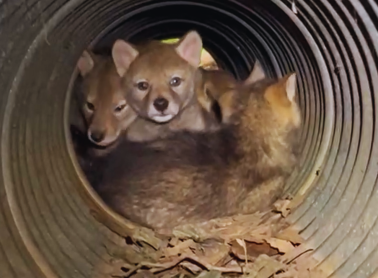 Close-up, front-view shot of a coyote den in a culvert.
