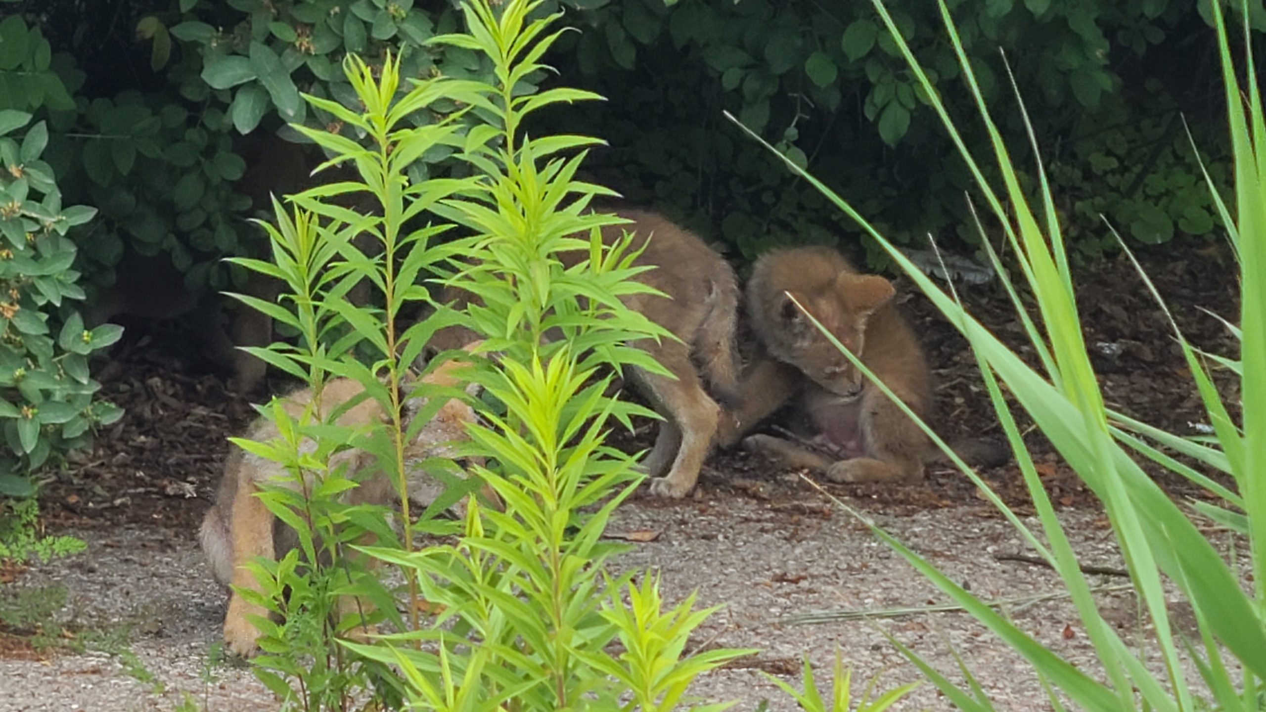 Coyote pups behind green plants.