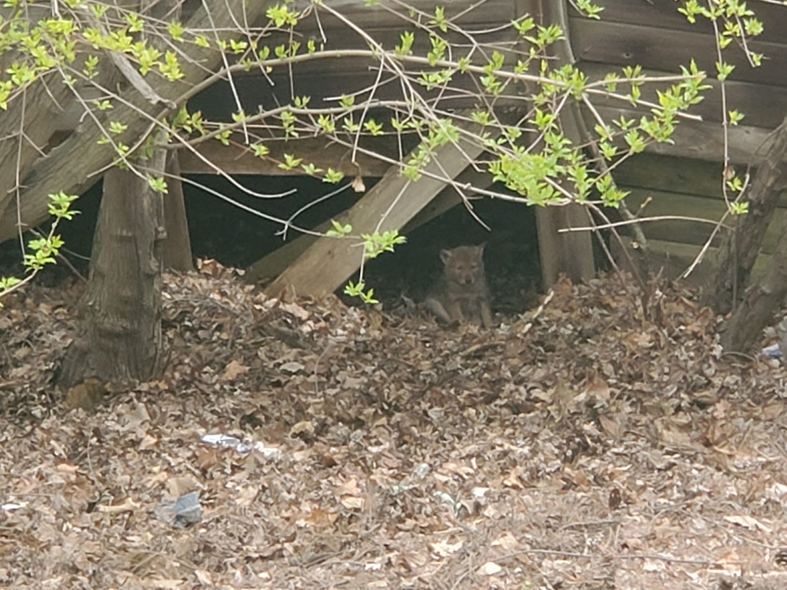 Coyote pup under an abandoned porch.