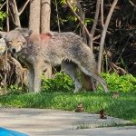 Coyote pictured in a backyard.