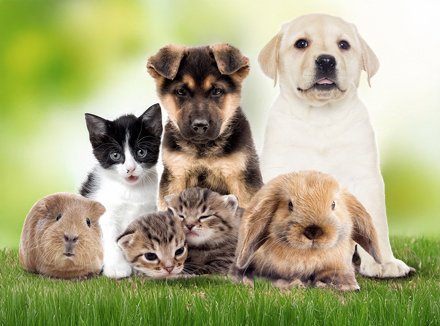 Two dogs and two cats and a hamsters in a garden