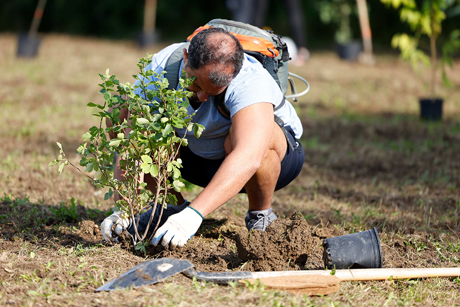 A volunteer planting a tree.