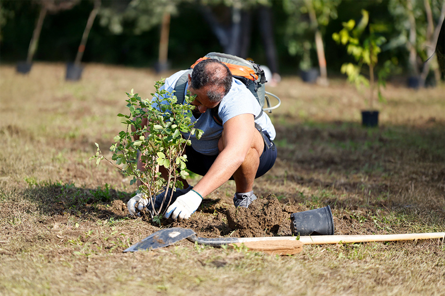 A volunteer planting a tree.