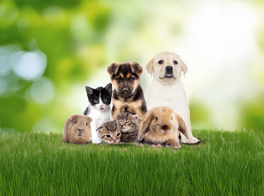 Two dogs and two cats and a hamsters in a garden