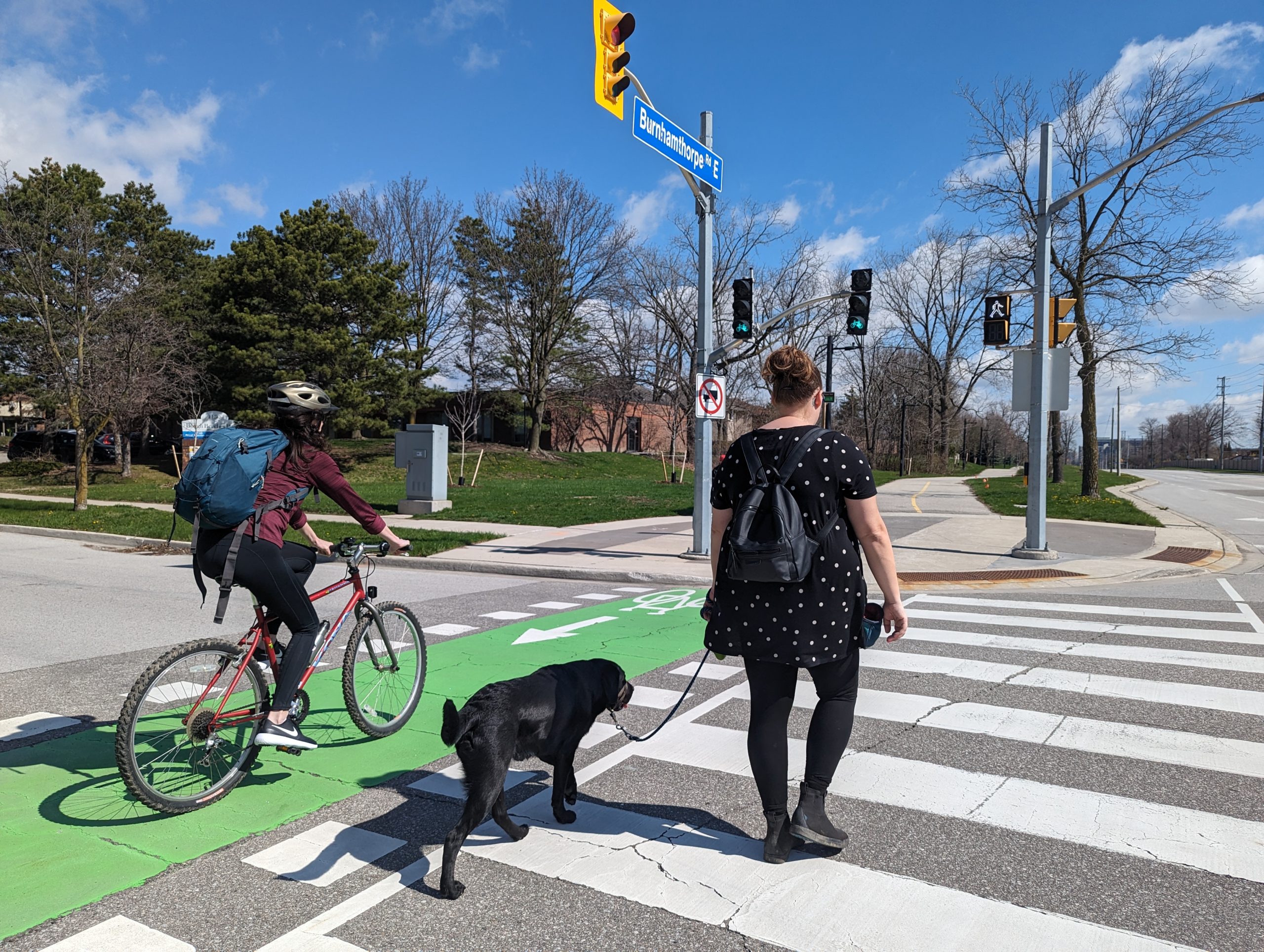 A cyclist uses a bike lane to cross the street followed by a multi-use trail past the intersection.