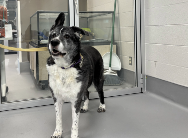 Front-view shot of a Siberian Husky & Border Collie dog.