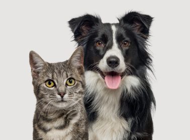 Close-up, front-view shot of a dog and a cat.