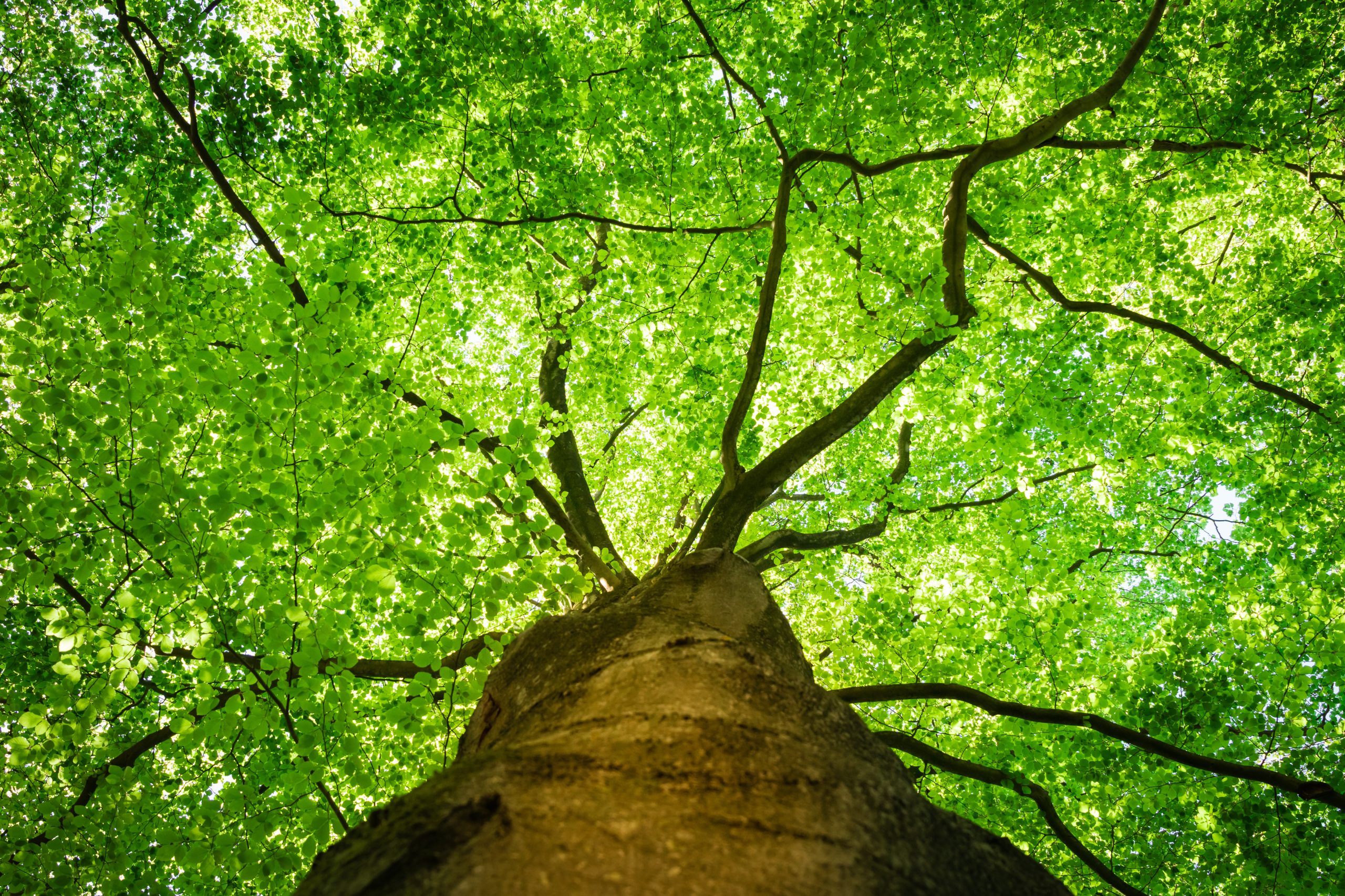 Bottom view, along the trunk, of the fresh green foliage