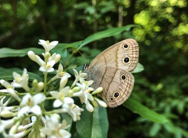Butterflies are one of many pollinators key to our environment.