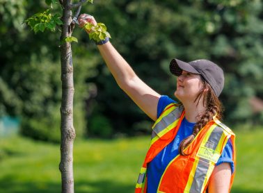 City staff taking care of a tree in public property.