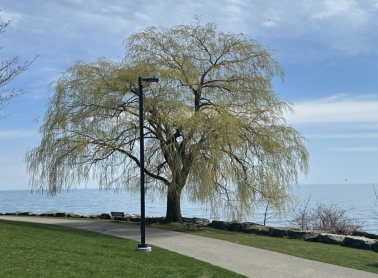 Tree by the lake