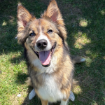 Close-up shot of a collie husky dog.