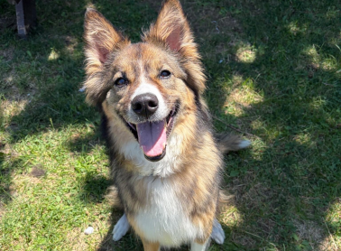 Close-up shot of a collie husky dog.